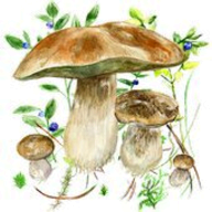 Mushrooms app logo