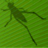 Grasshopper 3D icon