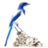 BLUEJAY logo