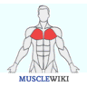 MuscleWiki logo