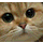 Cat GIF TV icon